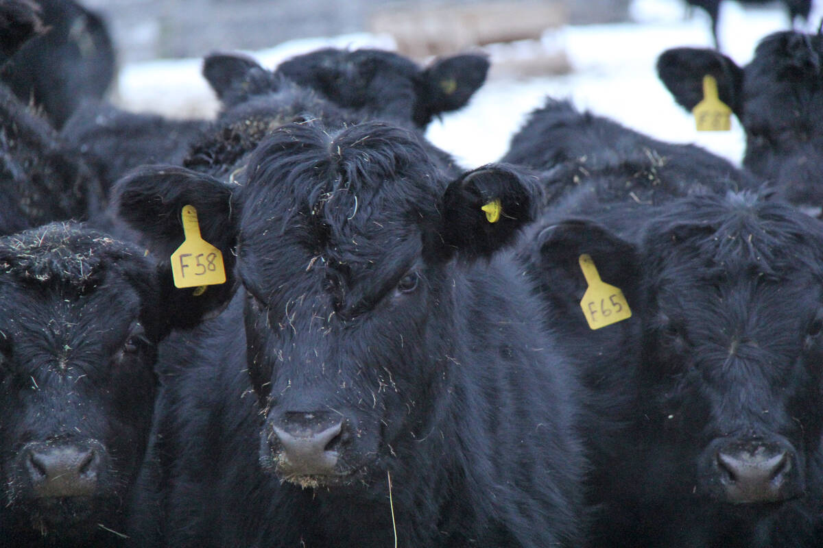 Canada’s cold climate is seen as a likely barrier to new word screwworm becoming a major problem. Photo: file