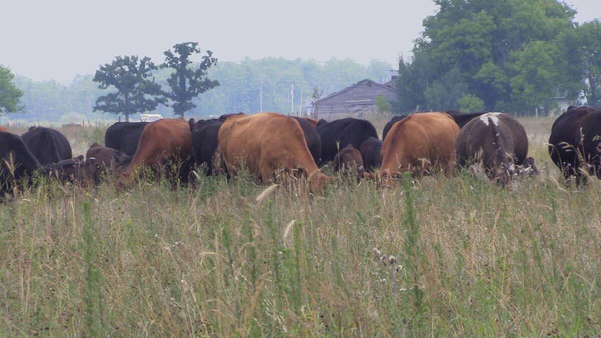 Animal health officials say there’s little chance of a New World screwworm outbreak in the Canadian cattle herd, even if the parasite made it this far north. Photo: Greg Berg