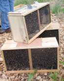 Three bee packages. Photo: Creative Commons/vastastateparkstaff