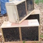 Three bee packages. Photo: Creative Commons/vastastateparkstaff