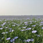 ‘A little bit of a resurgence for flax’