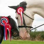 Having a repeat, high-value ancestor in a horse’s pedigree marks narrowed genetic diversity, the author writes. Photo: Harlequin129/iStock/Getty Images