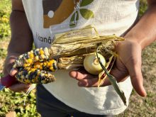 "Three sisters" cropping, the traditional intercrop mix of corn, squash and beans, is highlighted during the Indigenous Farm and Food Festival in Batoche, Sask. in late September 2025. Photo: Janelle Rudolph