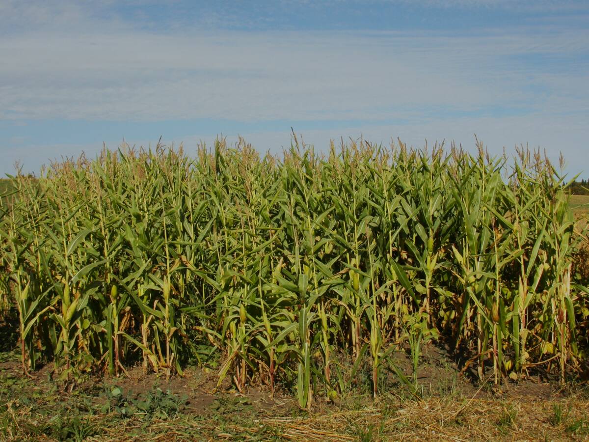 Corn and long-season soybeans are intercropped with a thought to providing forage for livestock. Photo: Janelle Rudolph