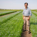 Bunyamin Taran, a flax and chickpea breeder at the University of Saskatchewan's Crop Development Centre, is trying to improve the heat tolerance of flax | Supplied photo