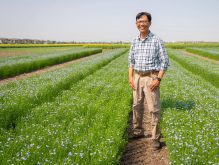 Bunyamin Taran, a flax and chickpea breeder at the University of Saskatchewan's Crop Development Centre, is trying to improve the heat tolerance of flax | Supplied photo