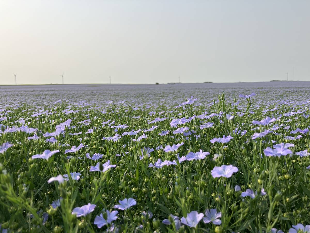 Flax in flower in a field near Wolseley, Saskatchewan in July, 2024. | Greg Berg photo
