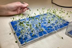 AgGronomyTV: Prepping canola seed for fields