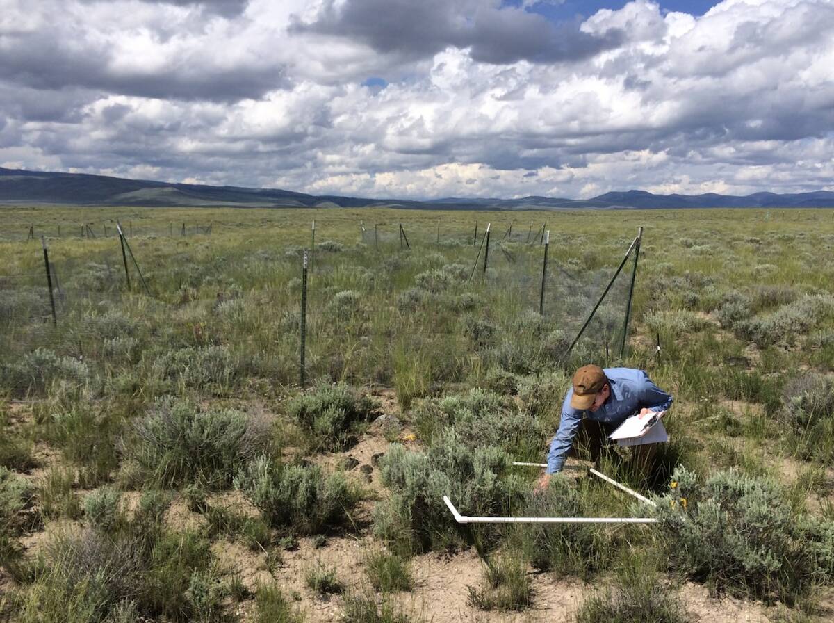 A Montana rangeland was one of many sites around the world used for the fertilizer impact study. Photo: Courtesy Andrew MacDougall