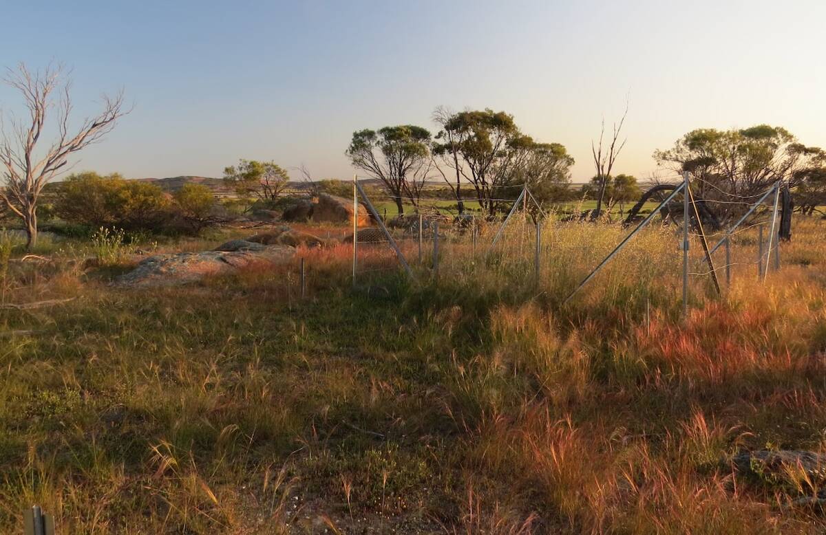 A controlled plot which was part of the fertilizer project in western Australia. Photo: Courtesy Andrew MacDougall