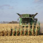 Corn is harvested in southeastern Manitoba. Photo: Geralyn Wichers