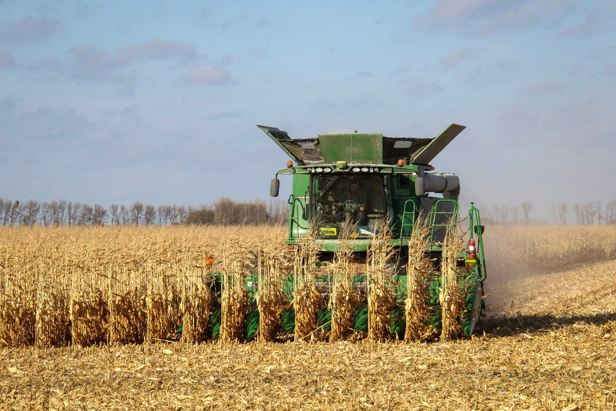 Corn is harvested in southeastern Manitoba. Photo: Geralyn Wichers