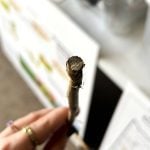 Manitoba canola embattled by verticillium