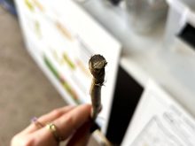 verticillium stripe cross section, canola plant. Photo: Janelle Rudolph