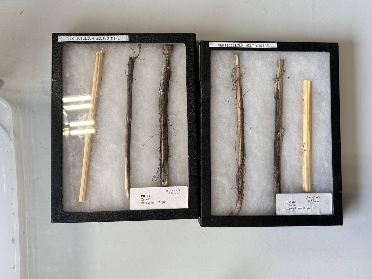 Canola stems display varying symptoms of verticillium stripe. Photo: Janelle Rudolph