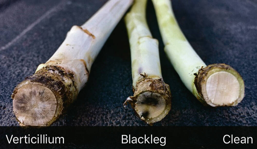 A key indicator for blackleg is a distinct black wedge in the root cortex. If there&rsquo;s a grayish-hue and starburst pattern in the root cortex, it&rsquo;s likely verticillium stripe. Photo: Canola Council of Canada