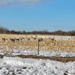 Five new CWD cases confirmed in Manitoba