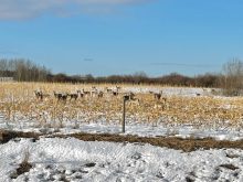 A field of standing corn is a tempting target for local deer northwest of Shoal Lake March 19, 2024. PHOTO: ALEXIS STOCKFORD
