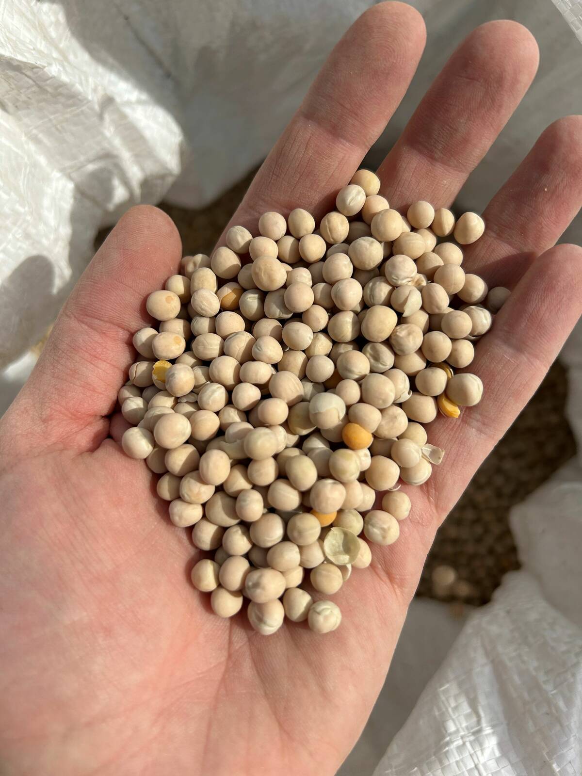 Manitoba Crop Report: Planting progresses despite wild weather