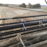 Wheat harvest in Binscarth, Manitoba on Sept. 25, 2025. Photo: Greg Berg
