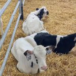 Healthy Holstein calves on an Ontario farm. Photo: John Greig