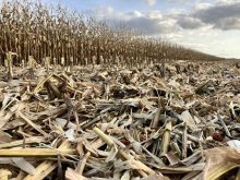 Half-harvest silage corn crop near St. Eustache, Manitoba, on October 28, 2025.