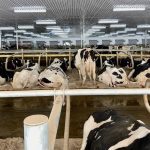Holstein cows in a cross-ventilation barn in Ontario. Photo: John Greig