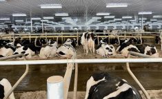 Holstein cows in a cross-ventilation barn in Ontario. Photo: John Greig