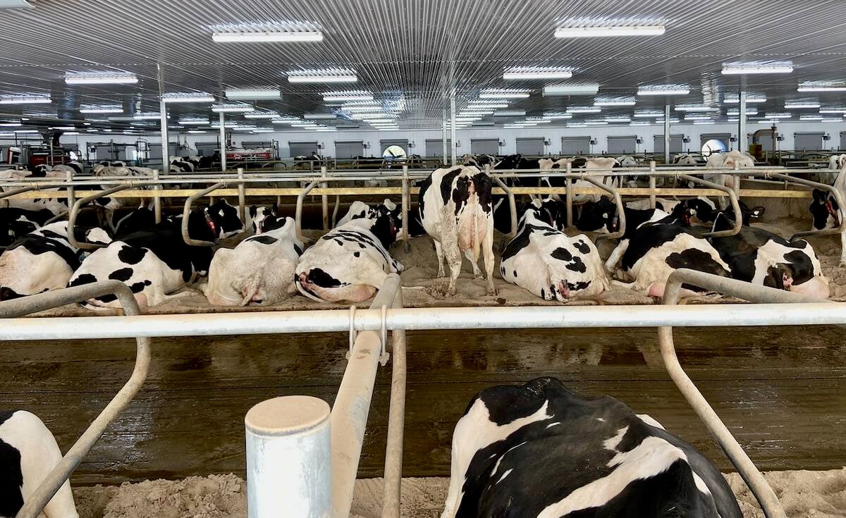 Holstein cows in a cross-ventilation barn in Ontario. Photo: John Greig