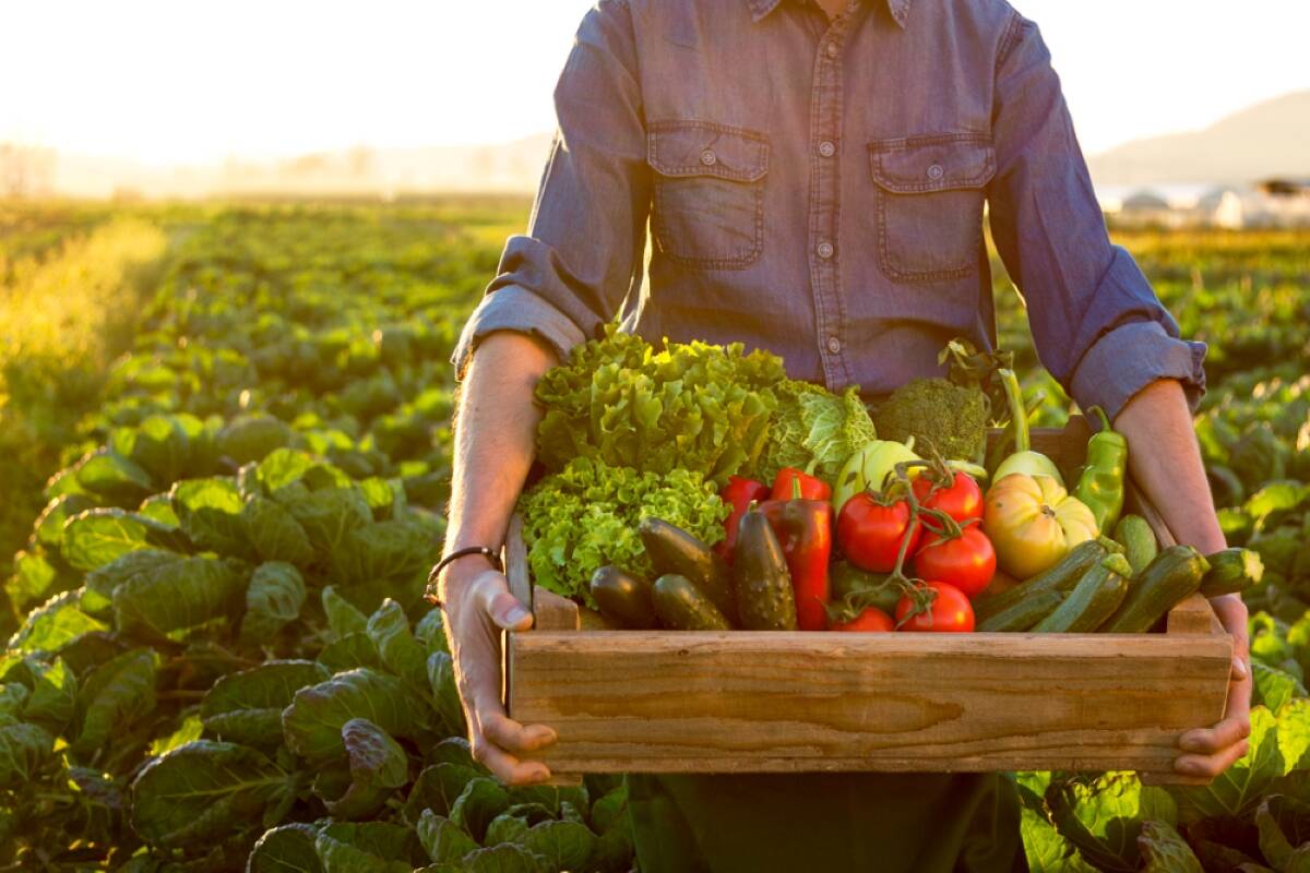 Reviews of urban agriculture policies in Canada and the United States show that local enthusiasm often runs ahead of institutional support. Photo: Getty Images Plus
