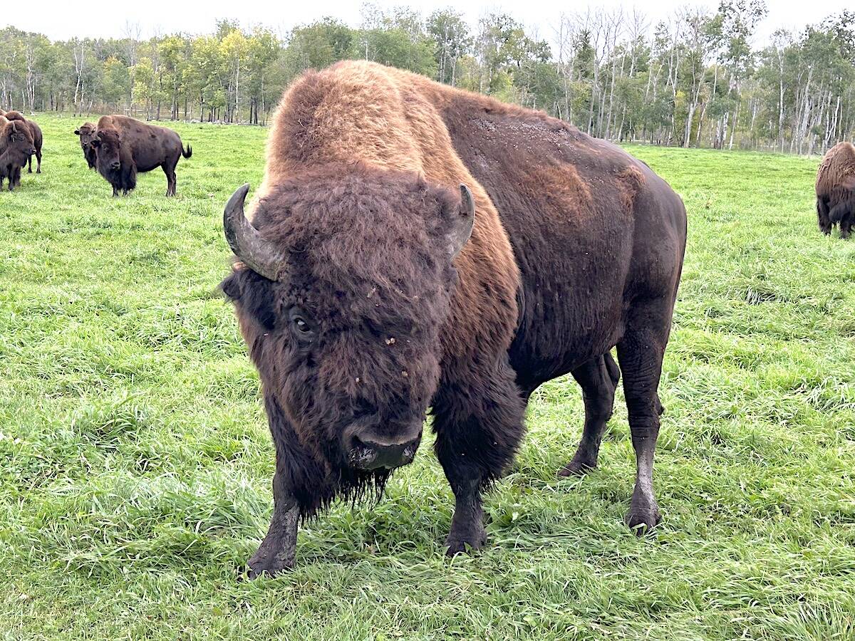 Bison at Rockwood Bison Ranch in Rockwood, MB, in September 2025. Photo: Zak McLachlan