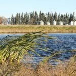 Reeds stick out of the shallow marsh of a Prairie wetland with grain bins in the background. PHOTO: FILE