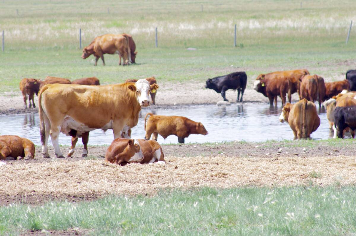 Watering systems that keep cattle directly out of the dugouts have been one management practice touted as good for animal health and production efficiency as well as allowing for riparian areas to limit nutrient loading. Photo: Alexis Stockford
