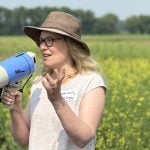 Cereal cover crops show mixed flea beetle protection for canola