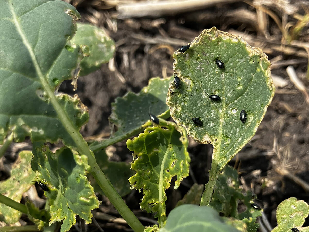 Crucifer flea beetles feed on the leaves of a canola plant in June 2025. Photo: Greg Berg