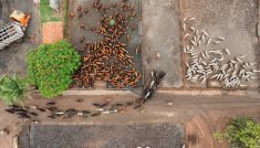 A drone image shows cattle entering a feedlot at CMA Farm in Barretos, Sao Paulo state, Brazil, December 4, 2025. Photo: REUTERS/Joel Silva
