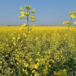 ICE canola weekly outlook: Futures trending higher to start year