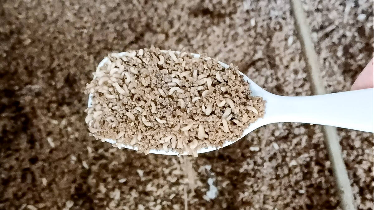 Black soldier fly larvae, grown for protein by Danish insect farming company ENORM, are shown a few days from processing size in 2022. Photo: Geralyn Wichers