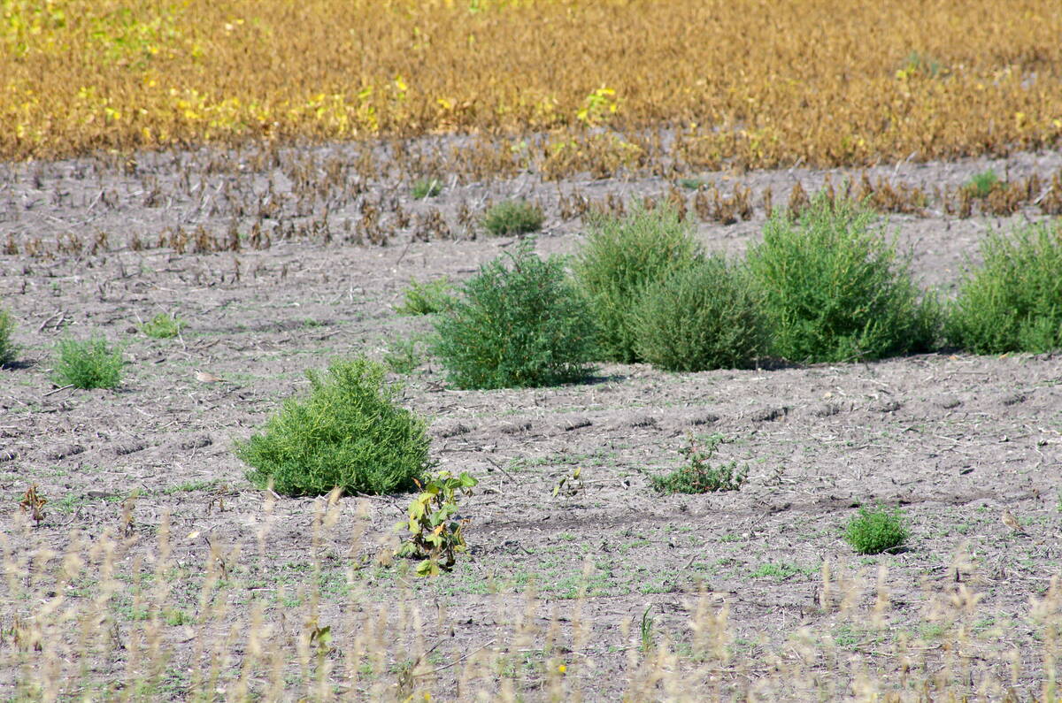 Kochia grows in a low patch of a soybean field north of Ninette, Man., in late August 2025. Photo: Alexis Stockford
