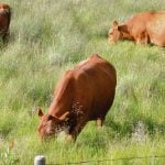 Proposed traceability regulations would require premises identification numbers to be used to purchase identification tags, report movement of cattle and report arrival of cattle within seven days.
