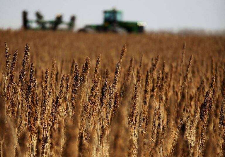 A Prairie hemp field nears maturity. Photo: File