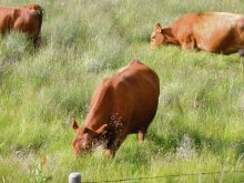 Proposed traceability regulations for cattle are not yet in effect and have not been published in the Canada Gazette, Part II. Photo: File
