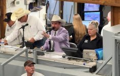 Brennin Jack, in the coloured shirt, conducts a livestock sale. Jack will be competing in the World Livestock Auctioneering Championship in St. Onge, South Dakota this June. Photo: Supplied