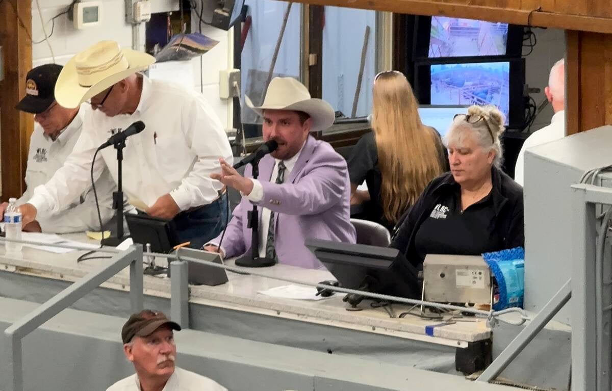 Brennin Jack, in the coloured shirt, conducts a livestock sale. Jack will be competing in the World Livestock Auctioneering Championship in St. Onge, South Dakota this June. Photo: Supplied