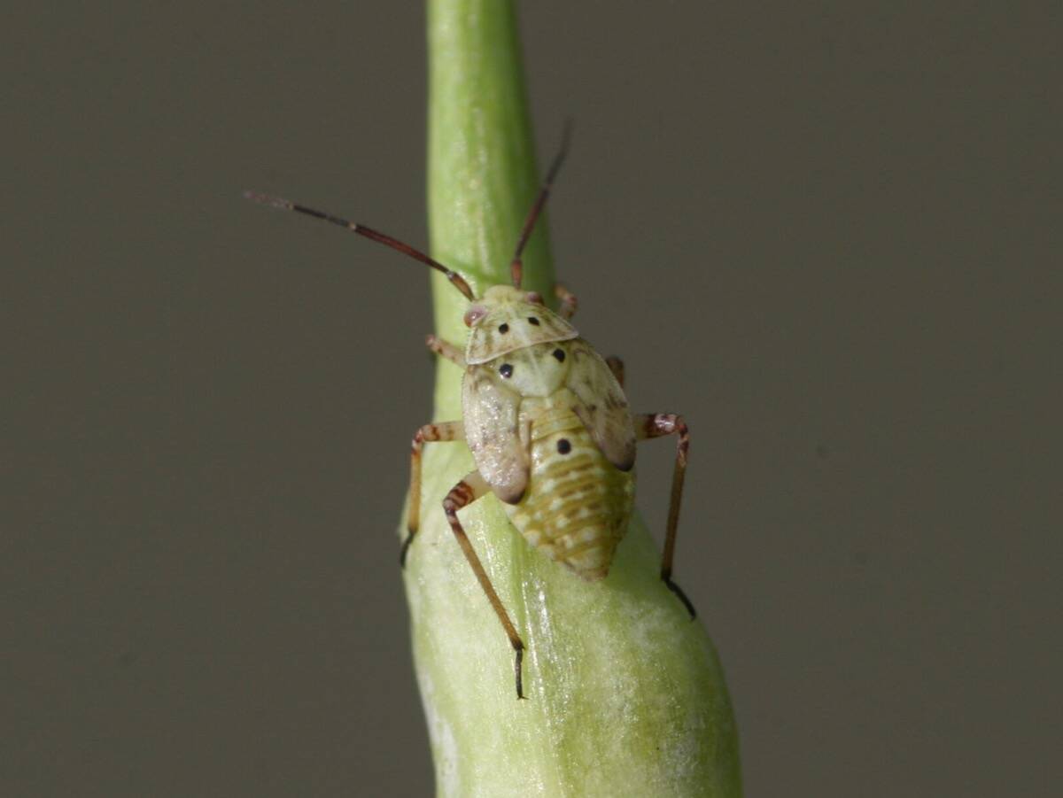 The prototype of IPPM Now already supports canola and wheat and recognizes 10 key insect groups common to the Prairies, among them the lygus bug shown here. Photo: Canola Council of Canada