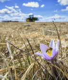 High River, Alta - April, 9, 2025 -  Signs of spring - A farmer harrows a field behind a crocus in full bloom with a honey bee on it..  Mike Sturk photo.