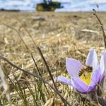 AI app promises Prairie farmers better insect scouting