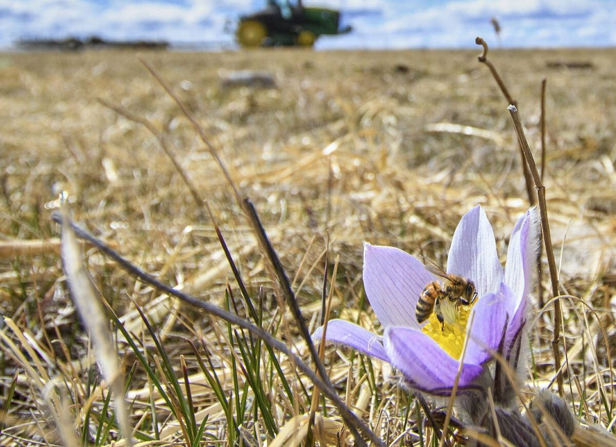 High River, Alta - April, 9, 2025 -  Signs of spring - A farmer harrows a field behind a crocus in full bloom with a honey bee on it..  Mike Sturk photo.

