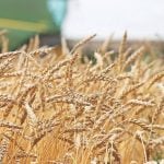 Prairie CWRS wheat bids firm to start 2026
