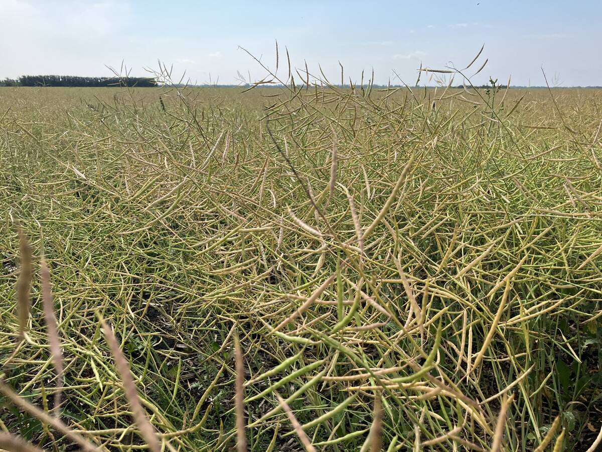 Pods ripen in a canola field near Selkirk, Man. Photo: Greg Berg